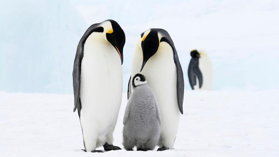 20. ledna - Den povědomí o tučňácích