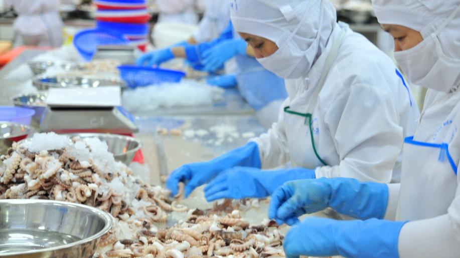 U příležitosti Světového dne chobotnic nevládní organizace po celém světě společně vyzývají Kanárské ostrovy, aby zamítly první velkochov chobotnic