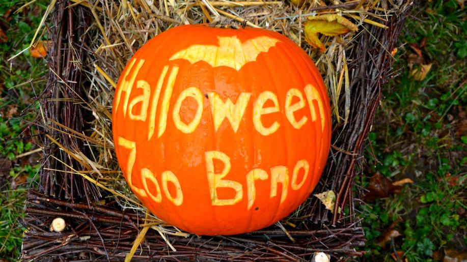 Halloween v Zoo Brno láká na pestrý program a opravenou expozici pro manuly