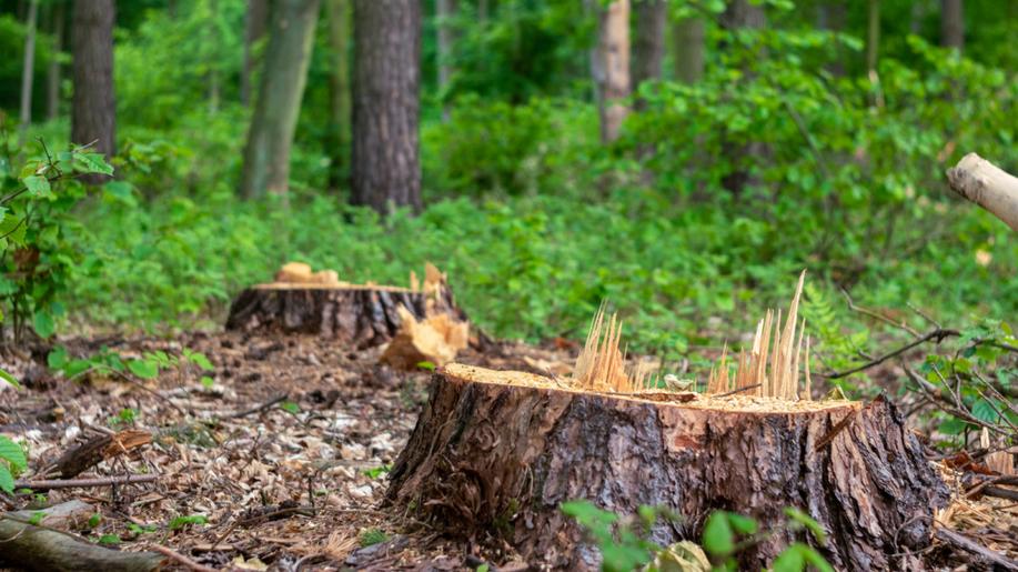 Stromy podél silnic stále mizí. V deseti krajích se převážně kácí