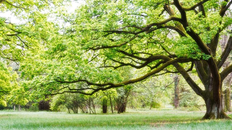 Cenné stromy zůstanou i budoucím generacím. Kraj Vysočina připravuje rozsáhlou obnovu parků