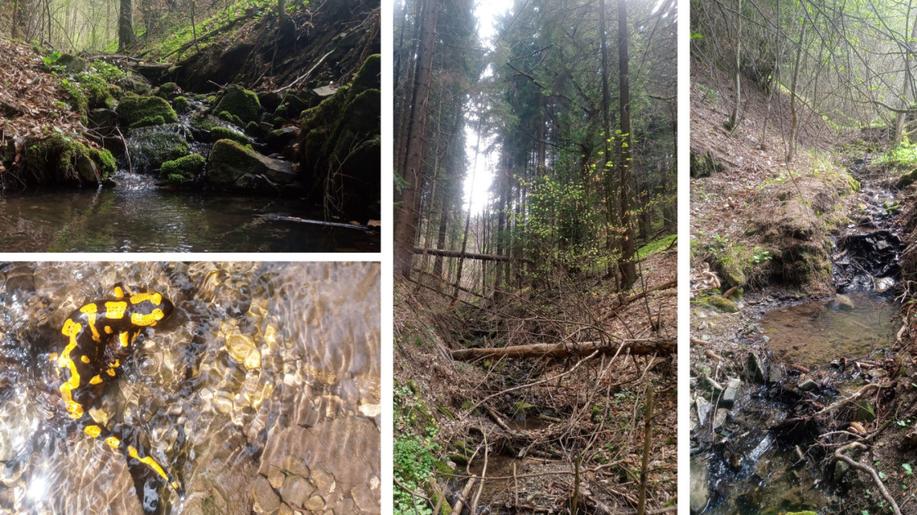 Projekt Rokling zmapoval pět desítek roklí v přírodě, nadšenci je i uklízejí