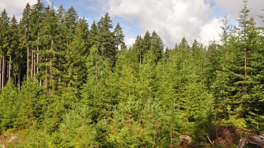 Smrk není jen obětí globální klimatické změny, ale i nástrojem na tlumení jejích dopadů
