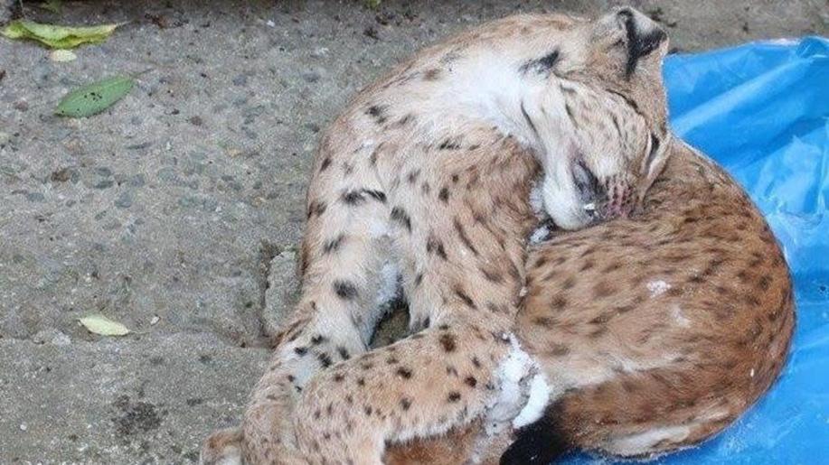Stop nelegálnímu zabíjení živočichů a pytláctví, shodují se Lesy ČR a MŽP
