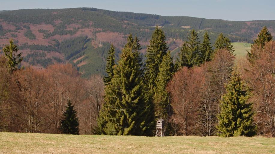 Ovlivní klimatická změna druhové složení lesů?