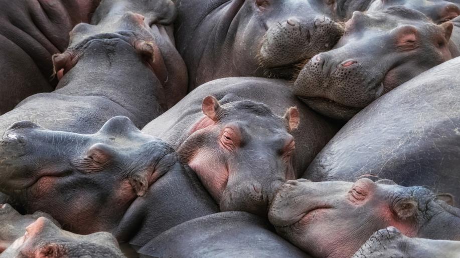 Kolumbie představila plán, jak snížit počet Escobarových hrochů