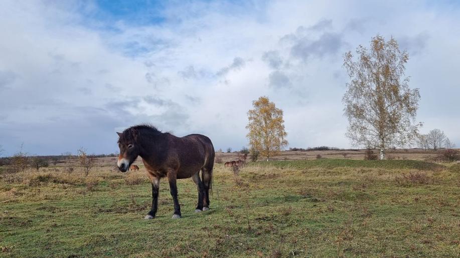 ová rezervace divokých koní dnes vzniká u Aše, zvířata odjela z Milovic