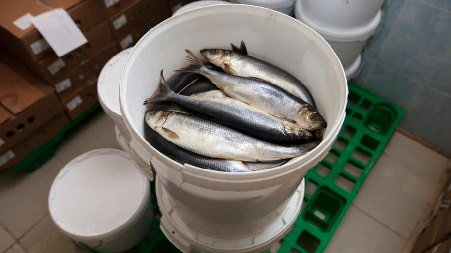 Nová investigace odhaluje šokující krutost na rybích farmách v EU