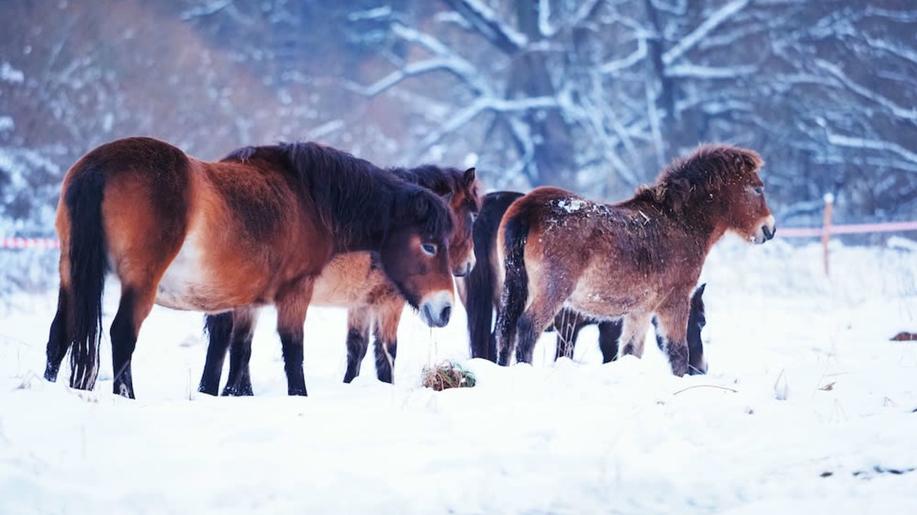 ČSO: Na Mnišských loukách jsme začali s pastvou exmoorských pony