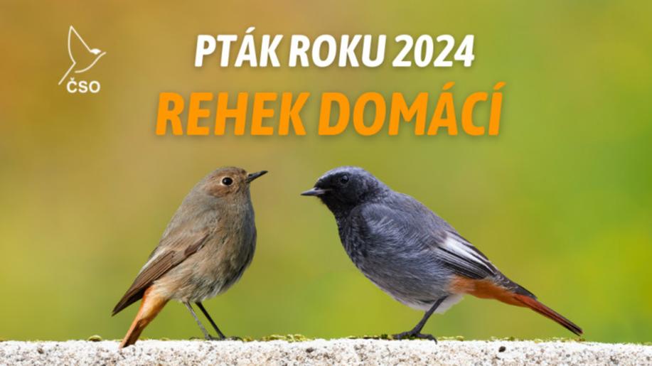 Pták roku 2024: rehek domácí
