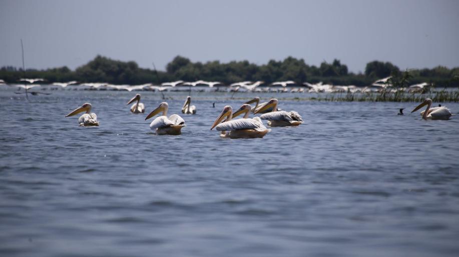 WWF calls for cross-border dialogue on shipping in fragile Danube Delta