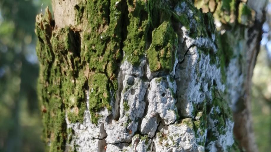 Vědci Botanického ústavu objevili nový typ soužití řas a hub