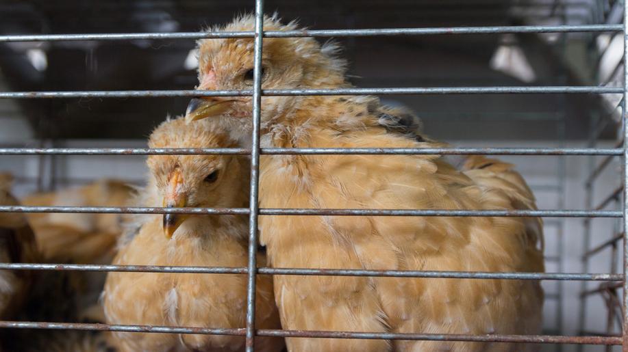 Dotační podpora na ozdravení chovů prasat a drůbeže může zemědělcům přinést až 800 milionů 