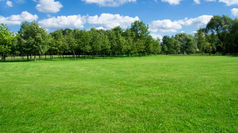 Na ošetřování trvalých travních porostů získají zemědělci přes 3,15 miliardy korun