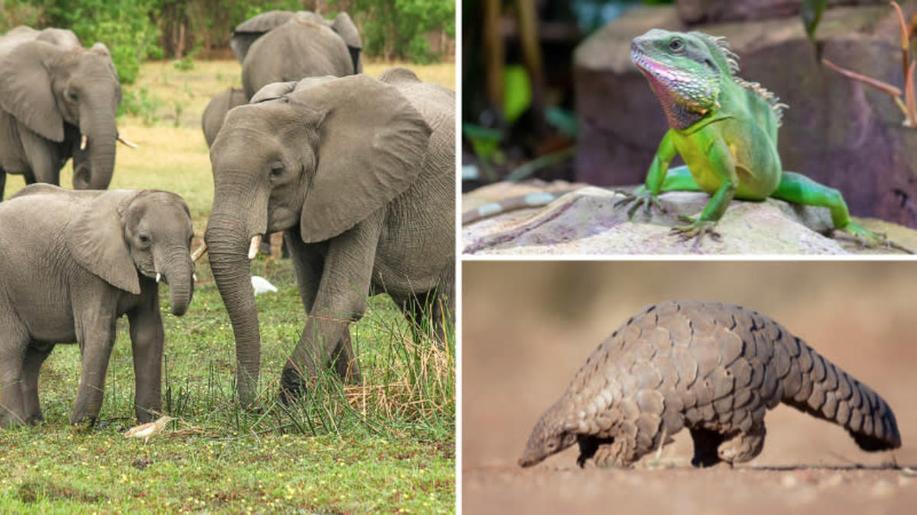 Do Zoo Praha se přestěhovala výstava Tváře úmluvy CITES