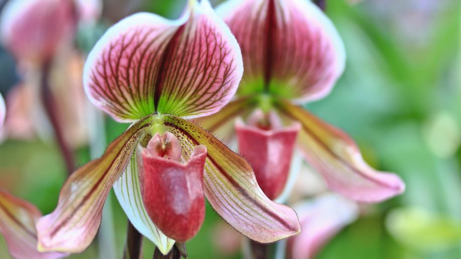 Vědecká konference na Českokrumlovsku se zaměřuje na vymírání orchidejí