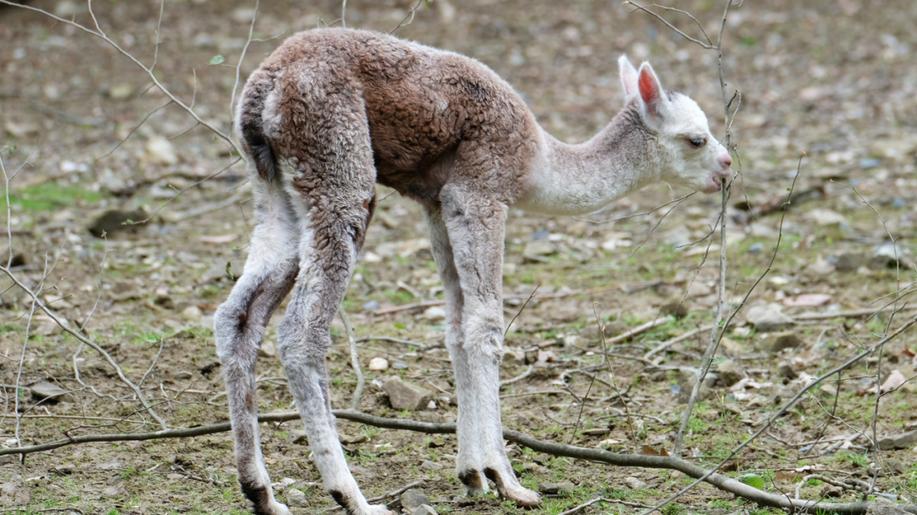 Zoo Brno je plná mláďat