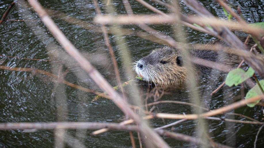Přichází Biosmršť 2023 - bleskové mapování nepůvodních druhů veřejností