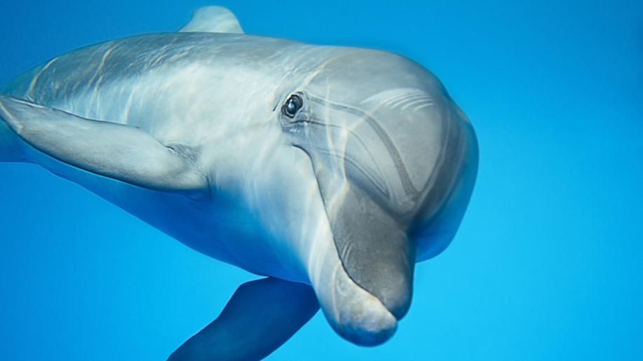 23. července - Světový den velryb a delfínů