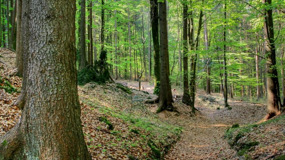 Věnujme více péče lesním půdám, uzdravují se velmi pomalu