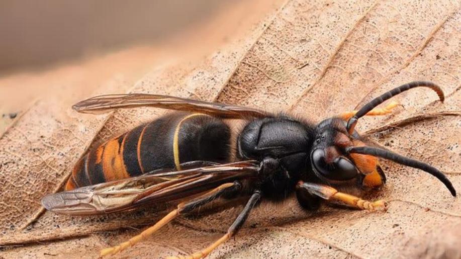 Biologickým invazím se bude aktivně předcházet. Vláda schválila první Akční plán proti šíření invazních druhů