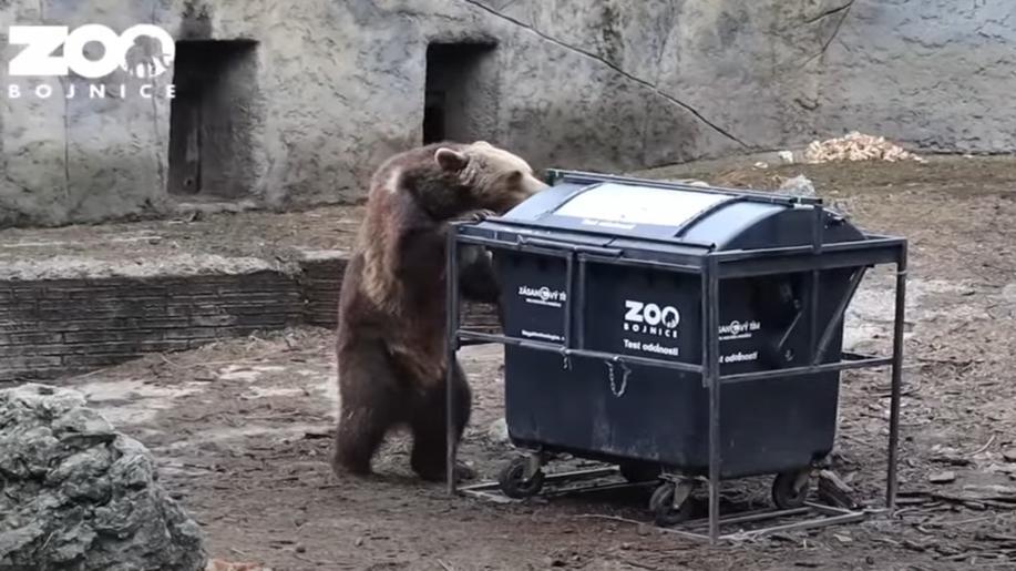 V zoo ve slovenských Bojnicích medvědi testují kontejnery na odpadky