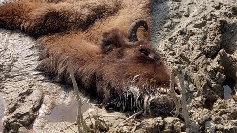Bez vody nepřežijeme! Petice vodaprozubry.cz  zachraňuje rezervaci zubrů a divokých koní