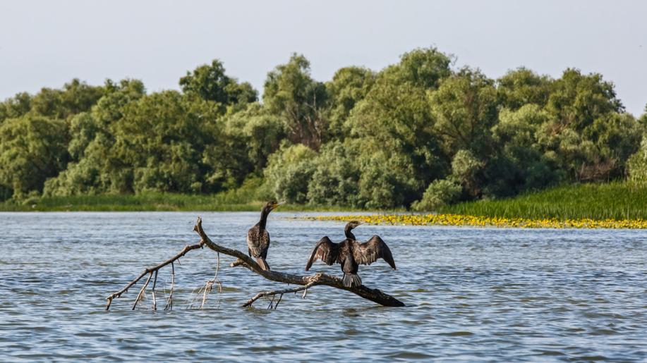 Stát možná bude dál vyplácet rybářům náhrady za škody způsobené kormorány