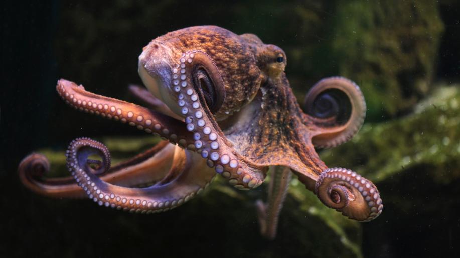 8. října - Světový den chobotnic