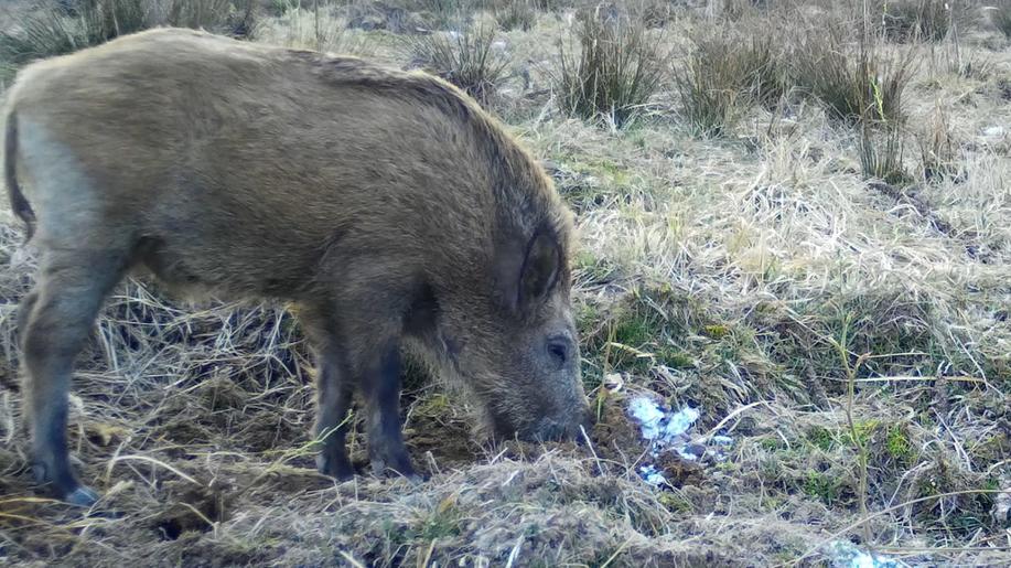 Divoká prasata jsou zvědavá a hravá, občas hladová, a škodí v lesích
