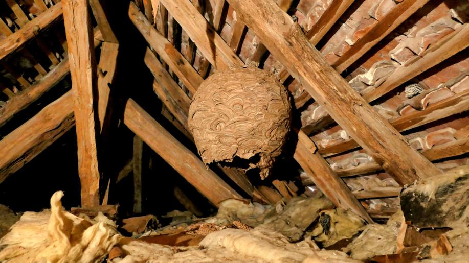 Sršně asijské se zatím nemusíme bát Sršně asijské se zatím nemusíme bát