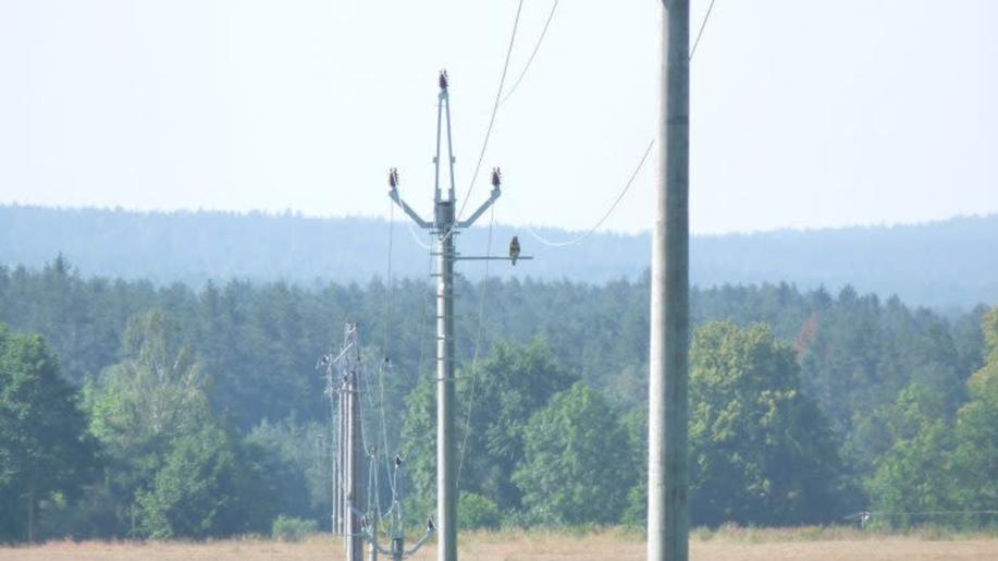 Ornitologové a EG.D spolupracují na ochraně ptactva zabezpečováním vysokého napětí