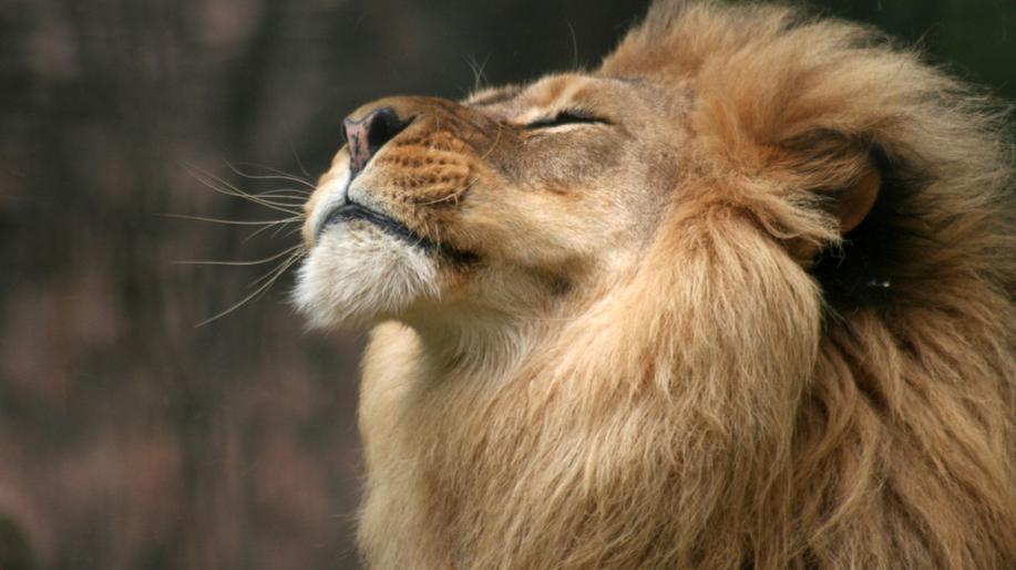 10. srpna - Světový den lvů