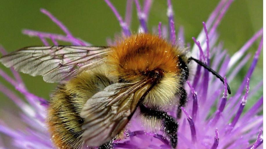 Zákon lépe ochrání biotopy ohrožených druhů a pomůže i opylovačům