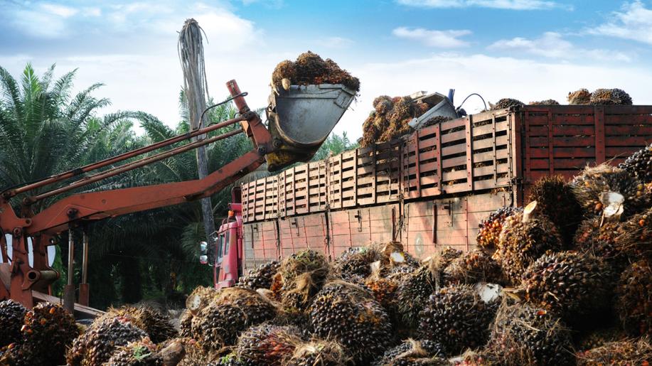 Ostravská zoo chystá Den bez palmového oleje