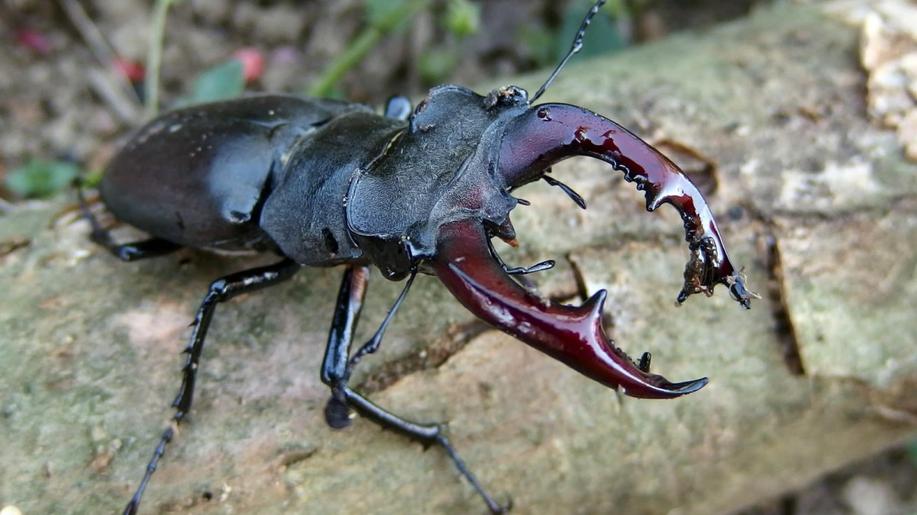 Ochrana lesní biodiverzity je důležitá nejen pro přírodu, ale i pro člověka