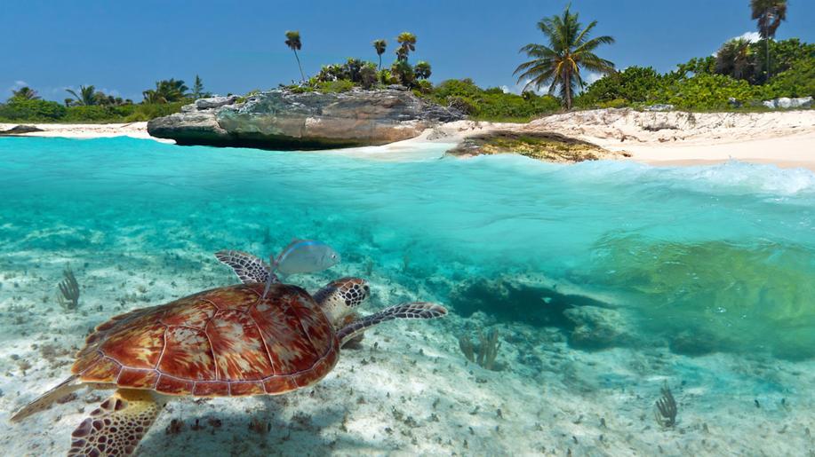 Čeští zoologové díky vysílačkám zmapují pohyb želv v oceánu v Indonésii