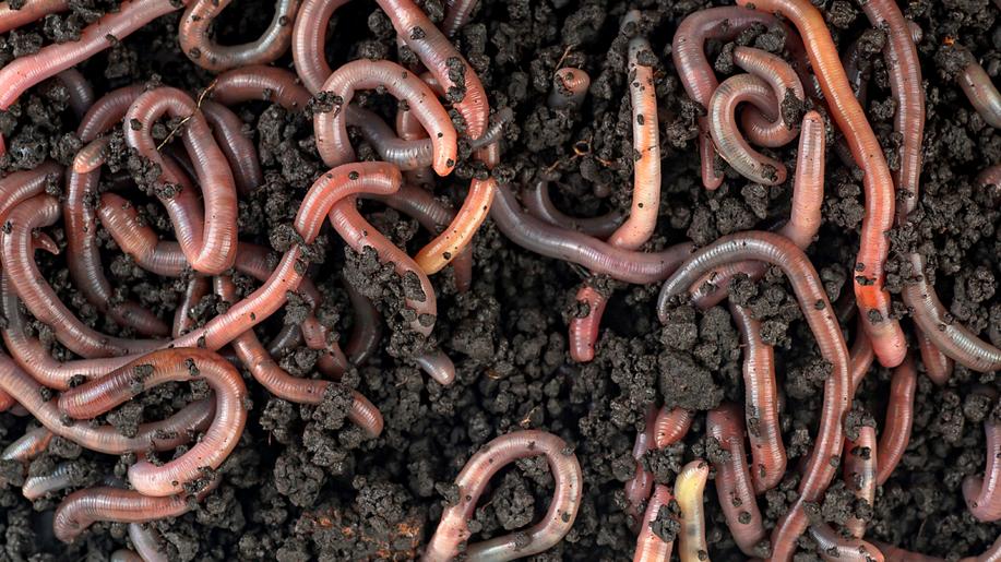 Žížaly mají podobný podíl na světové produkci potravin jako Rusko, říkají vědci