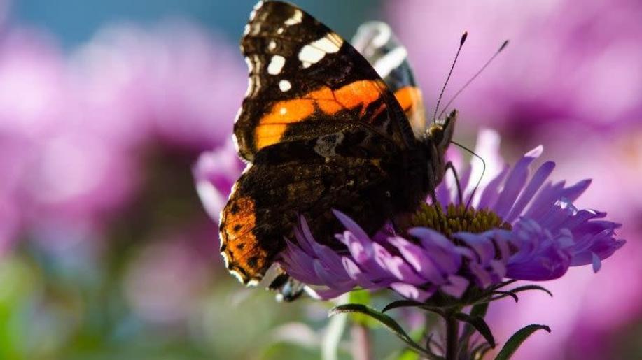 Přežijeme bez opylovačů? MŽP připravuje novelu pro jejich ochranu, vědci dávají doporučení pro strategii a pomůže i projekt LIFE PROSPECTIVE Přežijeme bez opylovačů? MŽP připravuje novelu pro jejich ochranu, vědci dávají doporučení pro strategii a pomůže i projekt LIFE PROSPECTIVE