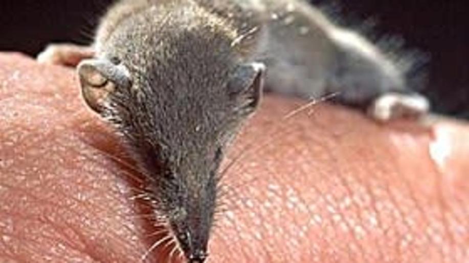 Kolébkou biologické rozmanitosti horských hmyzožravců v Africe je Etiopská vysočina, potvrdila studie