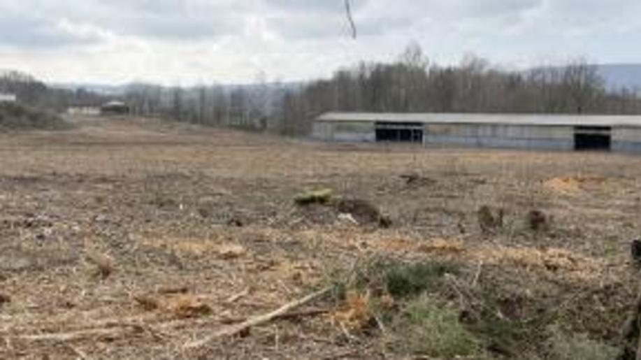 Nepovolené kácení náletových dřevin zvýší firmě náklady na vybudování nové fotovoltaické elektrárny