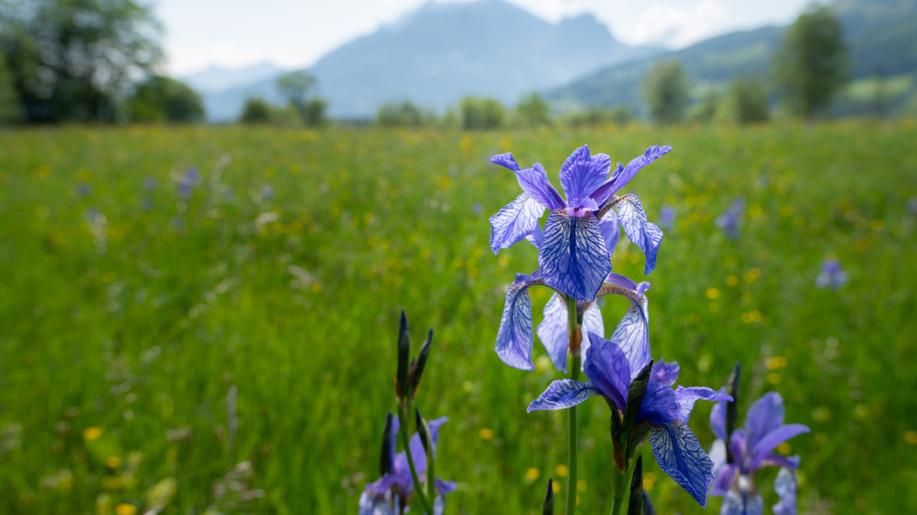 Rostlinou roku 2024 vyhlásila Česká botanická společnost kosatec sibiřský