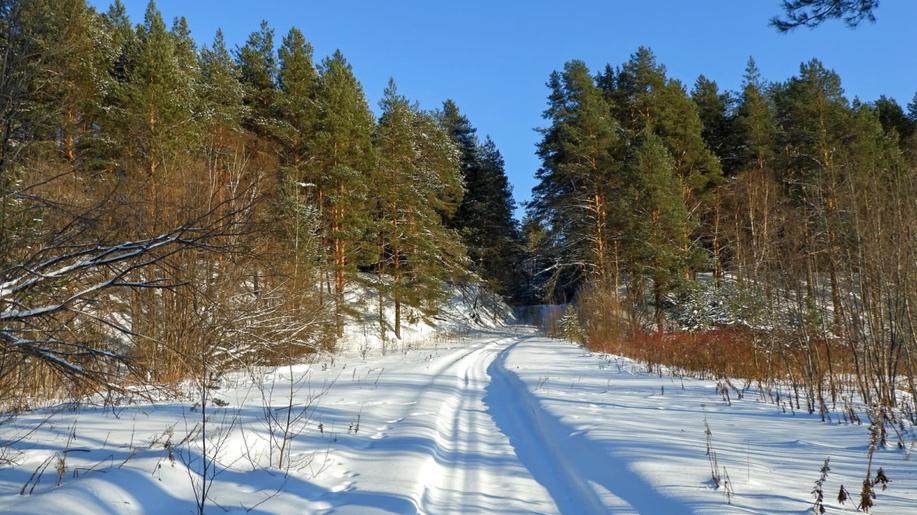 Vědci navrhují postupy hospodaření v borových porostech zmírňující nepříznivé dopady globální klimatické změny