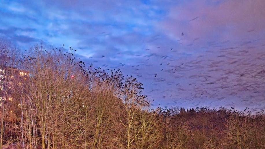 V Brně chtějí kvůli lanovce zničit nocoviště  ohrožených havranů. Ornitologové připravují petici