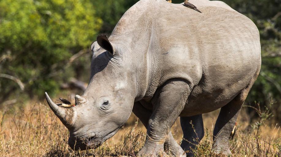 Vědci se přiblížili záchraně nosorožce bílého severního, přenesli embryo