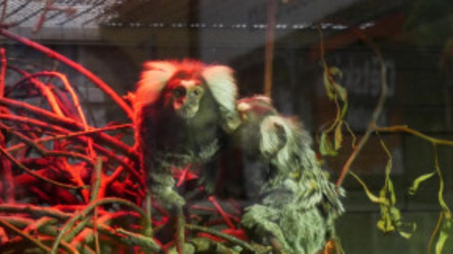 ČIŽP se zúčastnila globální Operace Thunder 2023 na potírání wildlife crime