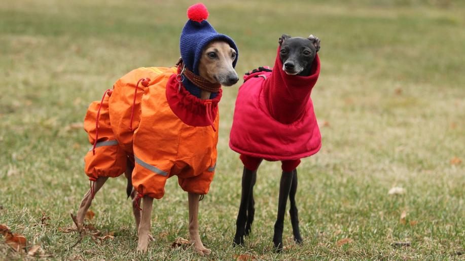 Veterináři upozorňují na dodržování životních podmínek zvířat v mrazech