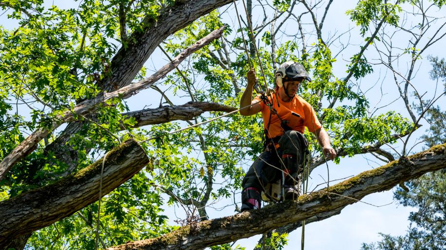 16. červen - Den ocenění arboristů