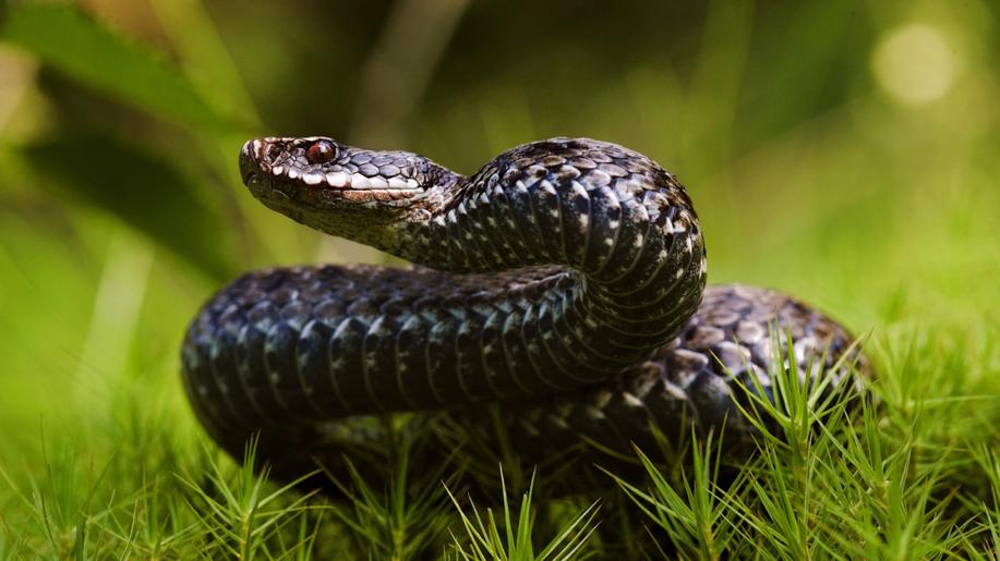 Věda ukazuje, jak hadi získali evoluční výhodu před konkurencí