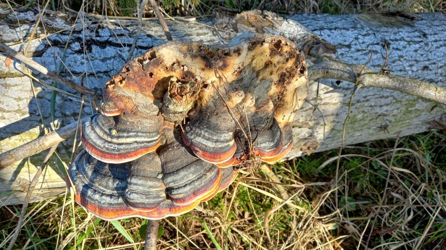 Chceme-li zvýšit podíl jedle v našich lesích, musíme ji více chránit proti škůdcům